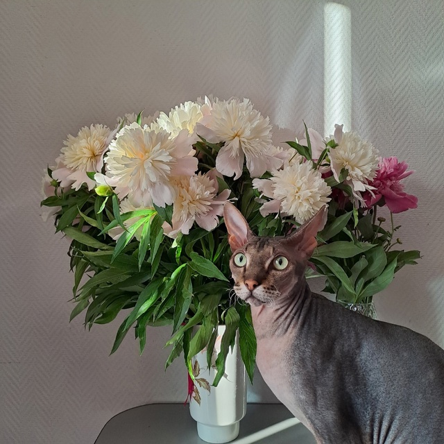 пионы (марс для сравнени)