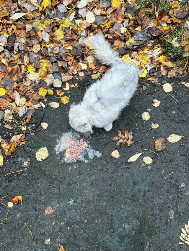 Никто котика не терял?
Видно что домашний.
Ленинградск...