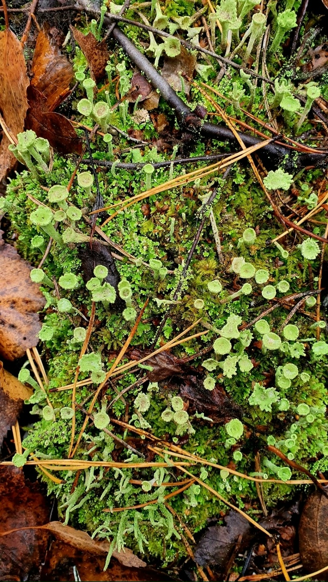 Лес утонул в густом тумане...Зрелище скажу такое- таинс?...