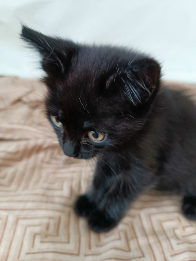 Бородино. Пристраивается котенок - девочка Возраст мес...