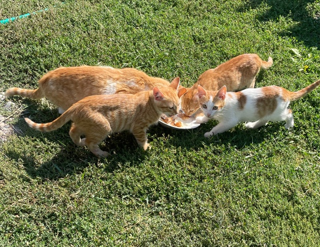 Отдам в добрые руки котят т. 89225355520