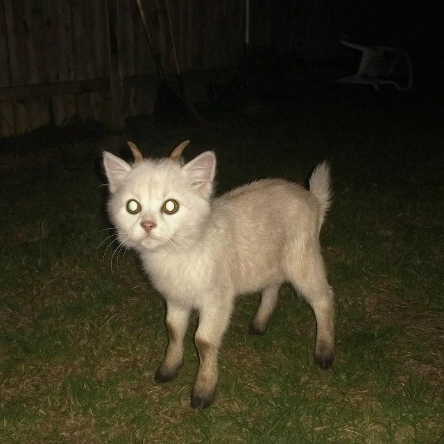 Давайте просто признаем тот факт, что коты прекрасны в ...