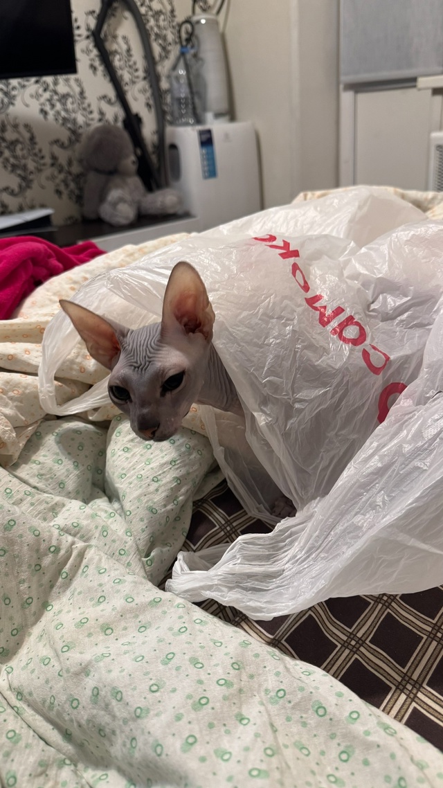 Лысая часть семьи?
Подскажите, кто как за хвостом уха?...