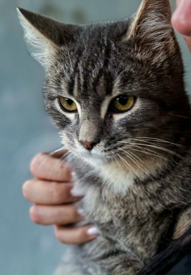 Здравствуйте. Срочно нужен дом котику. Он так и сидит н?...