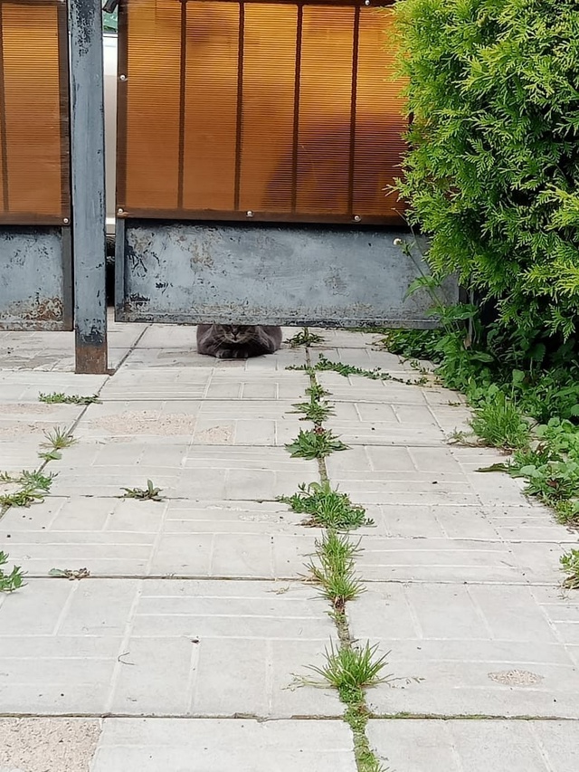 Я убежал, а вы меня не ищите, что ли?🥴