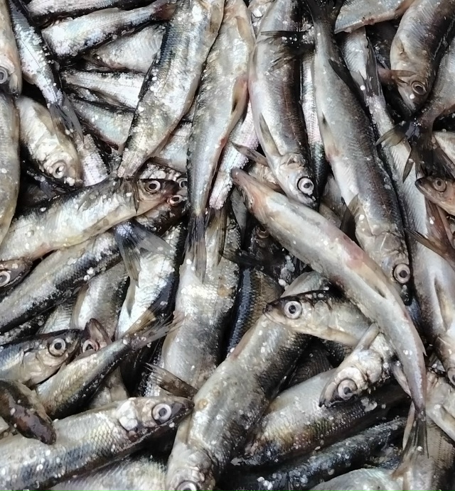 Свежая ряпушка крупная из Карелии 350р.кг.Тел. 89159853851