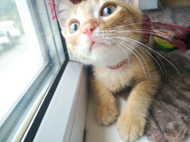 🍑 Котёнок Персик ищет любящих хозяев!
Персику сейча?...