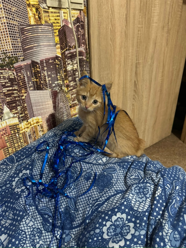 пропал котенок, последний раз видели на молодежке, про?...