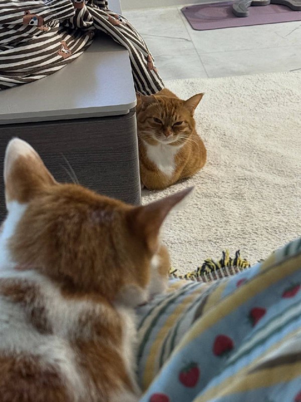 Ты ответешь за кражу моево чиловека, рыжий розлучник!!!!!!