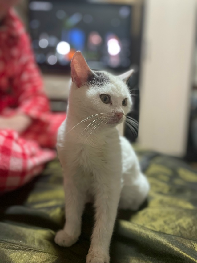 Отдам котенка в добрые руки. Мальчик очень ласковый и и...