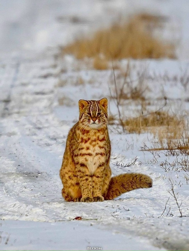 Идешь такой по дороге, идешь... и вдруг на своем пути вст...