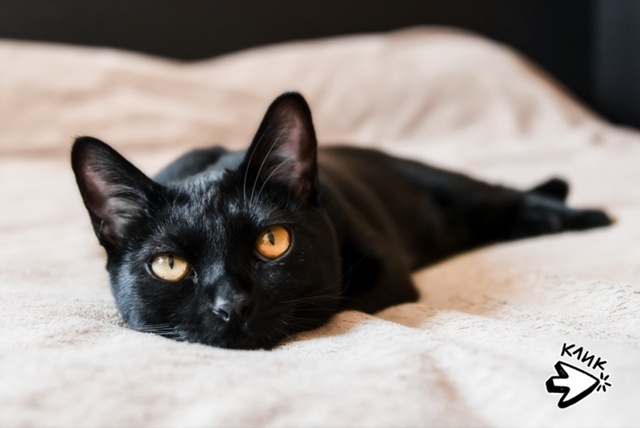 Пробник пантеры ! Домашний и симпатичный 😃