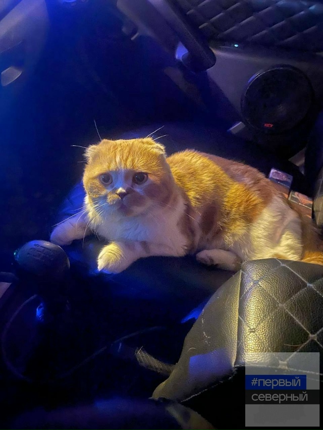 😻 Мурчащий пост: зооволонтеры спасли котика
Мяут нес?...