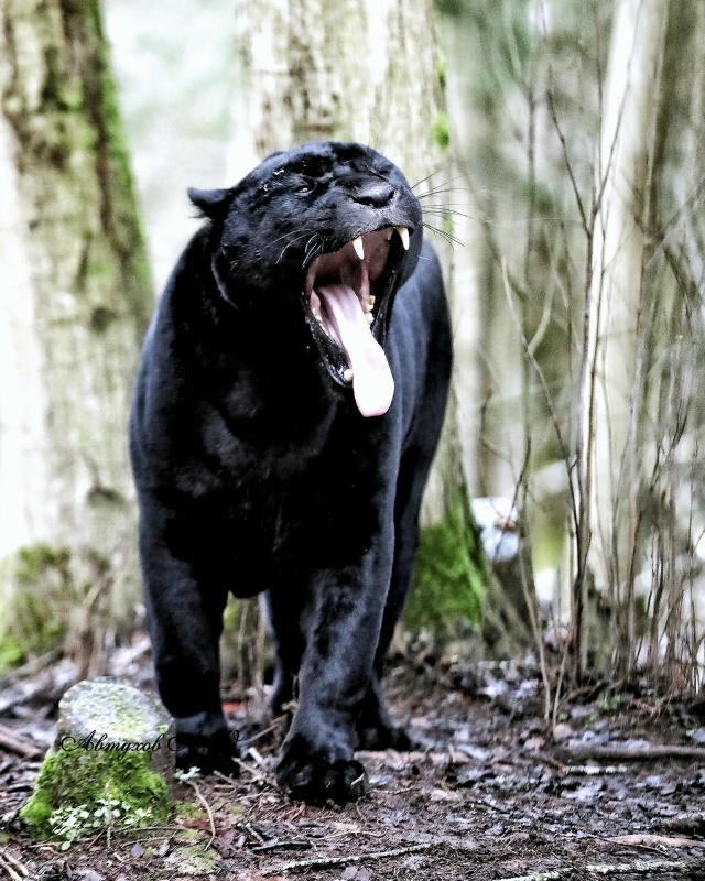 Сегодня заглянул в Подмосковный Сафари‑парк — и, каже...