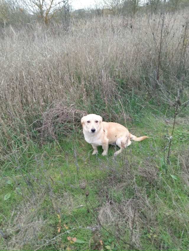 Добрый вечер! Примерно месяц назад на нашей улице появ?...
