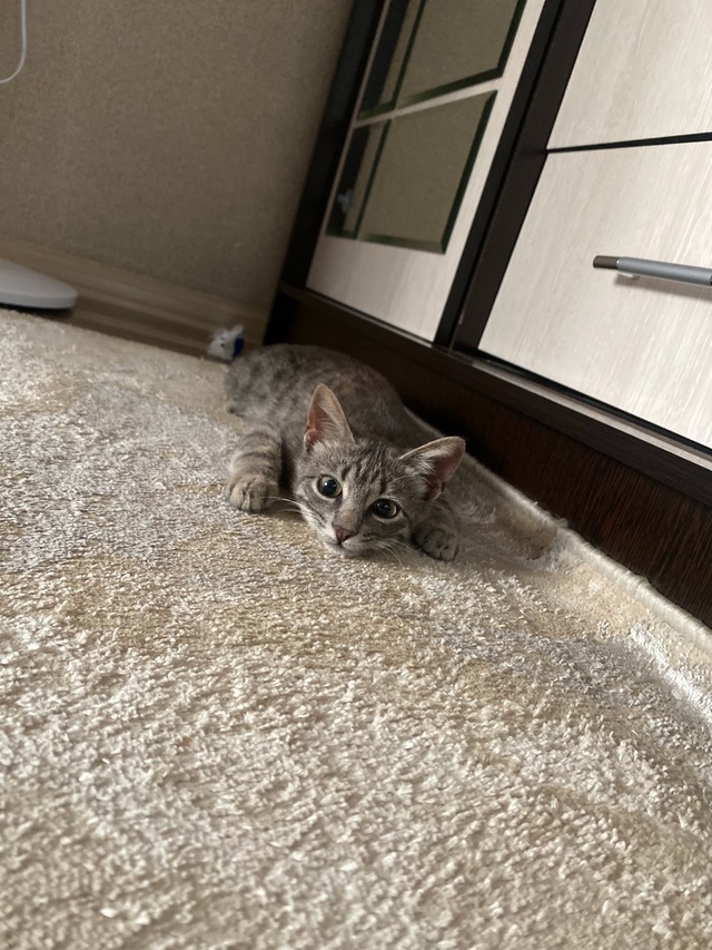 Ищу новых хозяев для кошечки, ей примерно пол года, куш?...