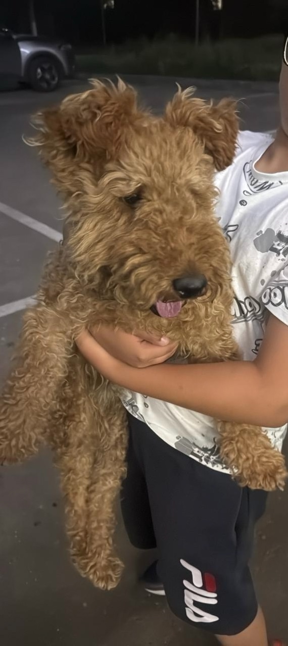 🆘Чей потеряшка, придержан, тел: 89031535623