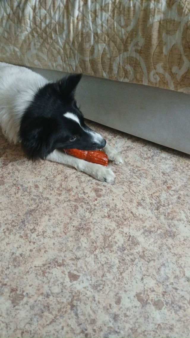 Добрый вечер. Сегодня 20.11.25. В 19:40+- , убежала собака в сто...