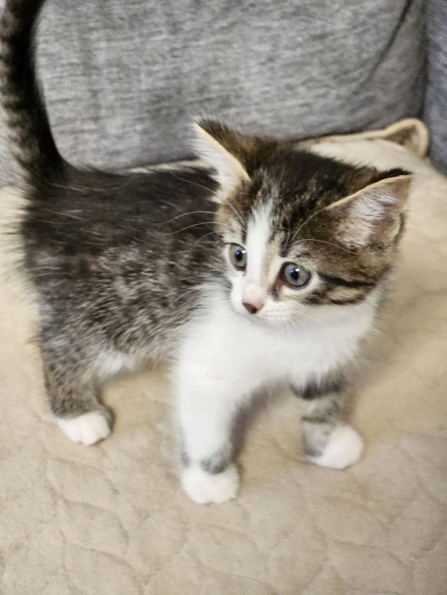 ❗Внимание, любители котиков! 🐱
🎉У нас в семье появил...