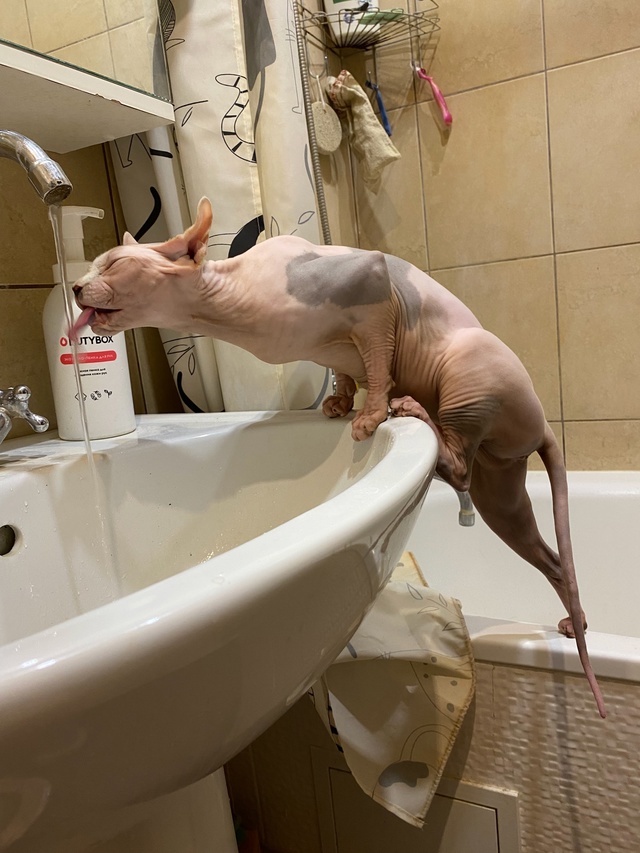 Джой, правда она не всратая, но очень милая!