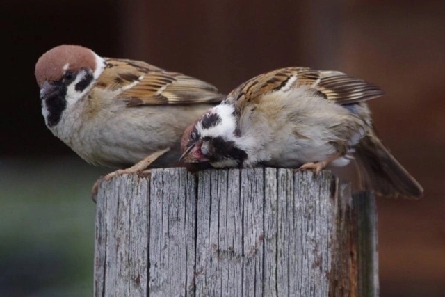 Спящий воробушек — это прям про меня, они не считает се...