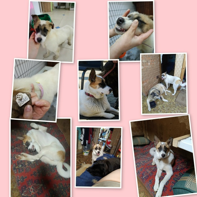 Щенки в добрые руки. Девочки стерилизованы!!!
Девочки н...