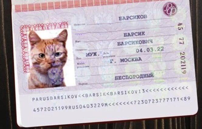 В Госдуме хотят ввести «Котопаспорт» для всех питомцев.
Депутат предлагает обязать владельцев реги