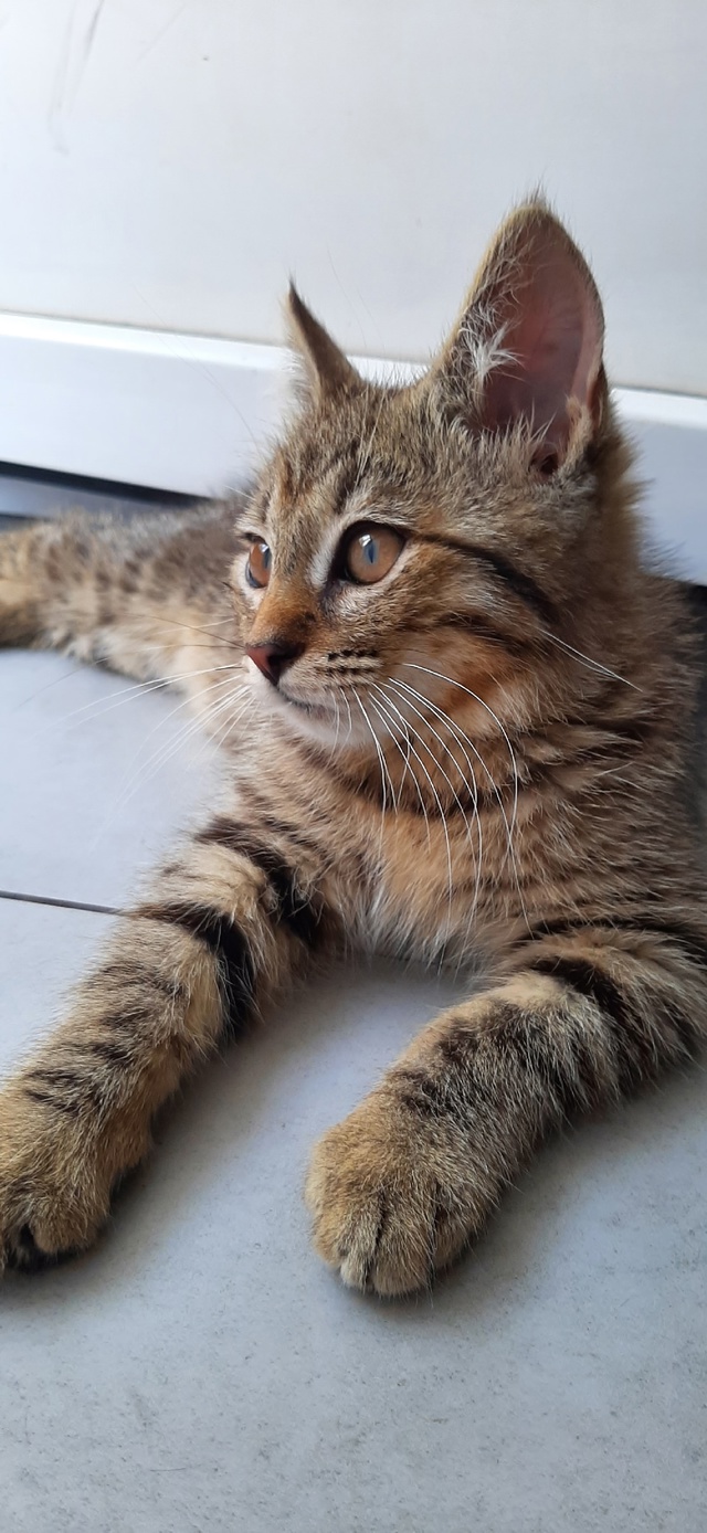 Вашему вниманию - брелок от тигра! 🐯
Играет со всем, чт...