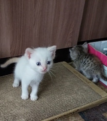 Отдадим котят в добрые руки, от британской кошки. Родил...