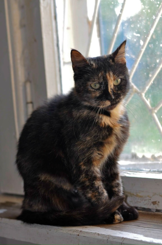 КОРИЦА ищет свой дом! 🧡
Вы любите булочки с корицей?
П?...