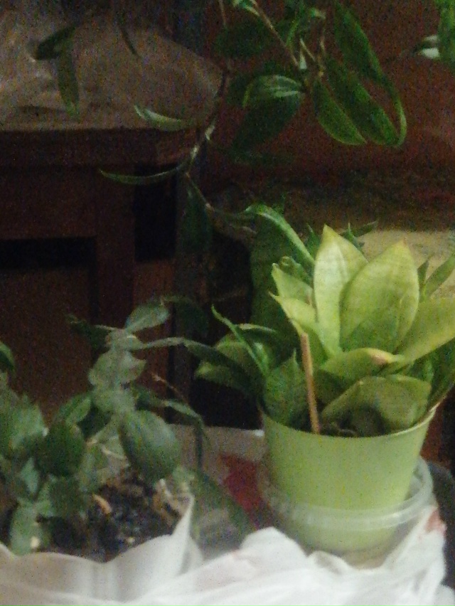 В связи с переездом пристраиваются цветы декабрист ро?...