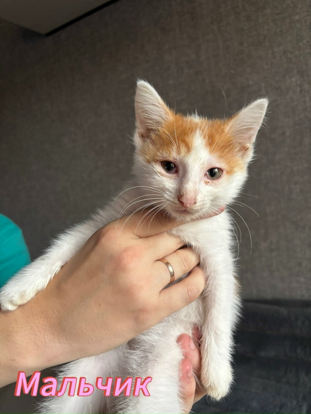 Отдам котят в добрые руки🤗
Котята ласковые, игривые, л...
