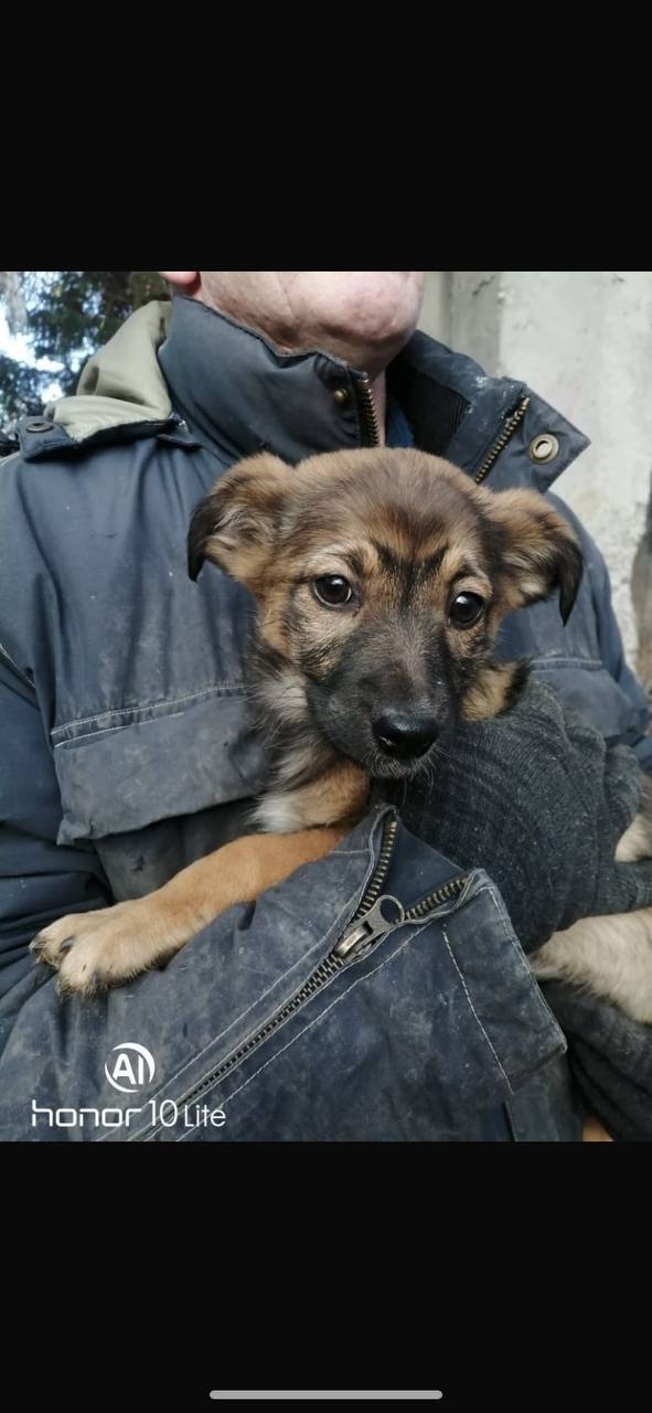 ‼️ СРОЧНО ‼️🚨
Щенки в отлове Ульяновска‼️🚨Через 3...