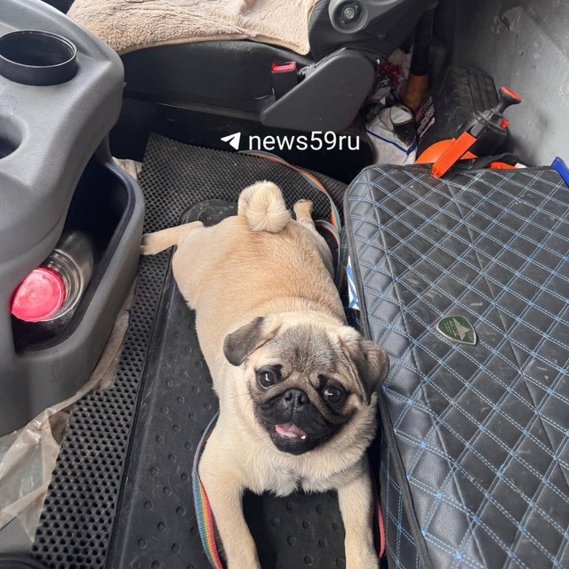 🐶 В Перми бросили мопса на помойке, а сотрудник мусорн...