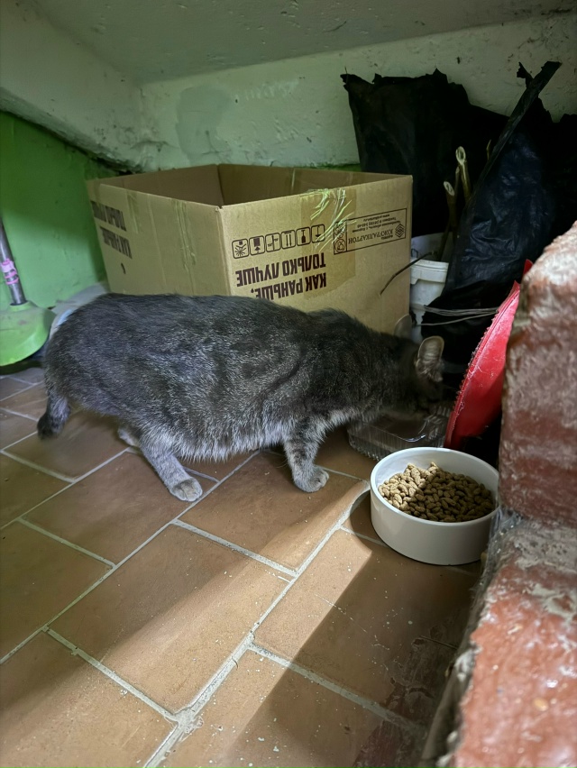 В доме по Свободы 86, прибилась с выходных кошечка . Вчер...