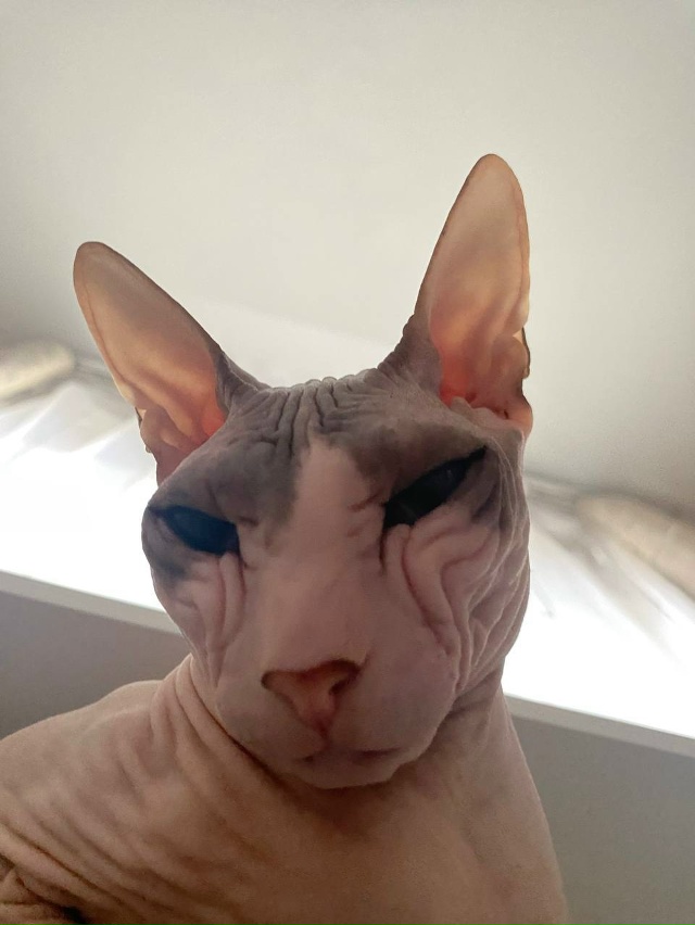 Багира👽🤌