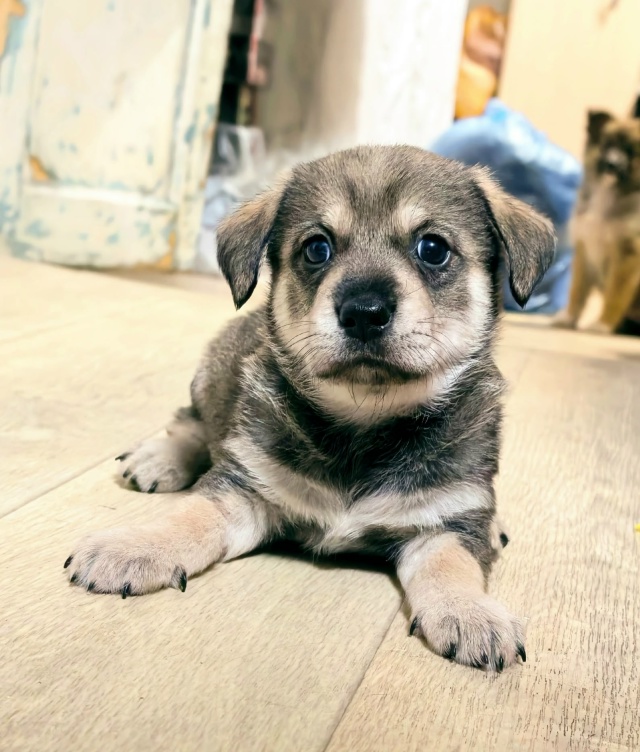 Очаровательная трогательная малышка ищет дом.
Щенок, ?...