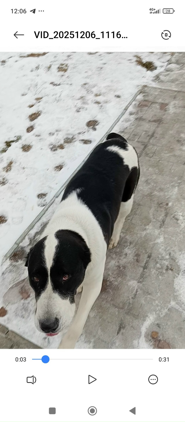 На Минватном, возле Тизола бегает алабай девочка. Хозя?...