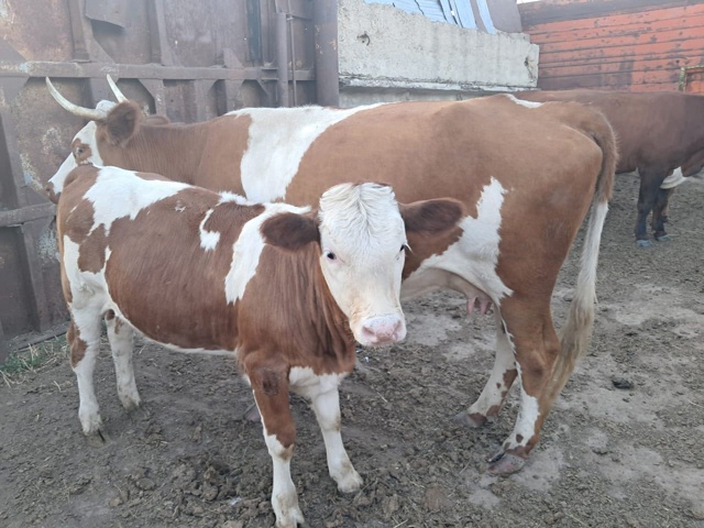 Продаётся КРС 🐄🦬🐂 По все вопросам обращаться по ном...
