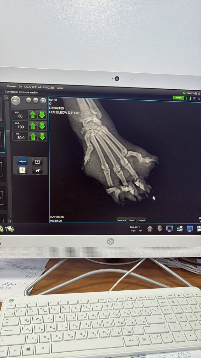 ❤️‍🩹 Попавшего в капкан котика спасли местные жител...