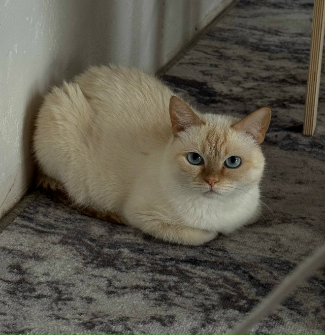 Кошечка домашняя (не уличная), ласковая, стерилизованн?...