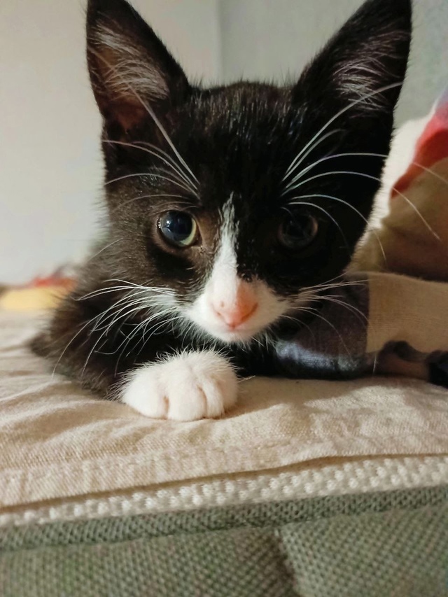 Отдаем в самые добрые руки. Котенка забрали из семьи, г?...