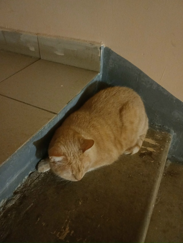 На Коммунаров 35А давненько сидит рыжий кот, упитанный, ...