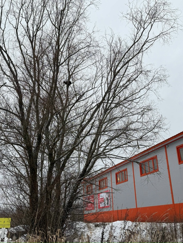 За кафе Зира на дереве с утра сидит кошечка, звонили в с...