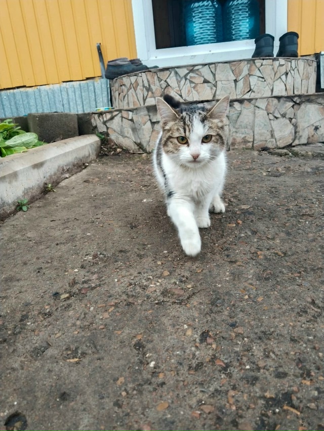 Может кто-то ищет? Ходит на территории СПТУ