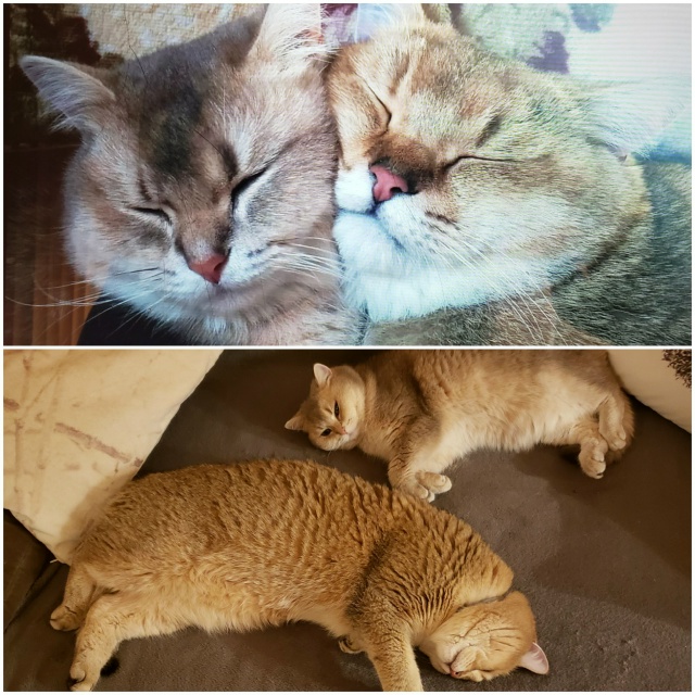 Луна и Локи