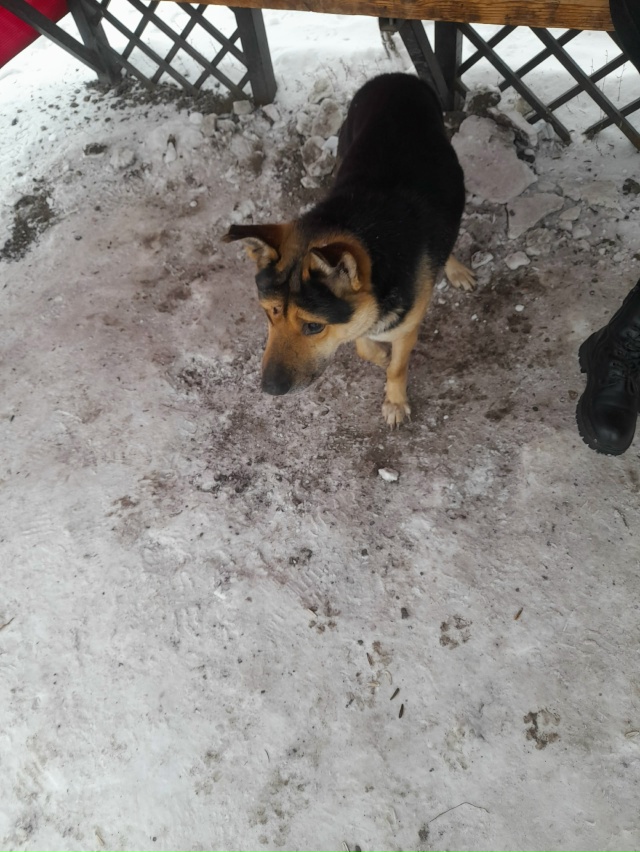 чей кабель в районе школы с повреждёной лапой