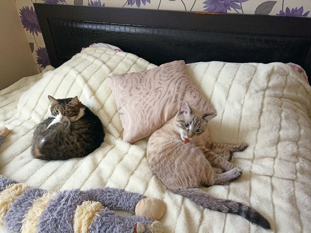 Китя и Арбуз 🐈‍⬛🐈