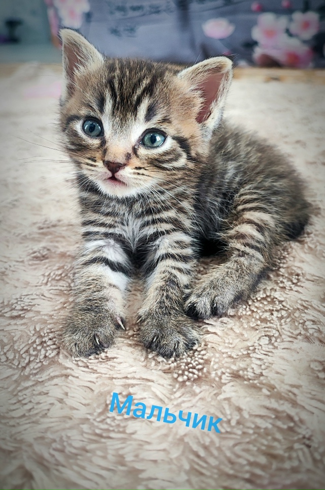 Отдам в добрые руки малышей!)))
Мальчики и девочки, рожд...