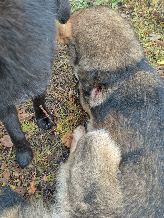 Жители деревни ошараш заберите пожалуйста своих собак...
